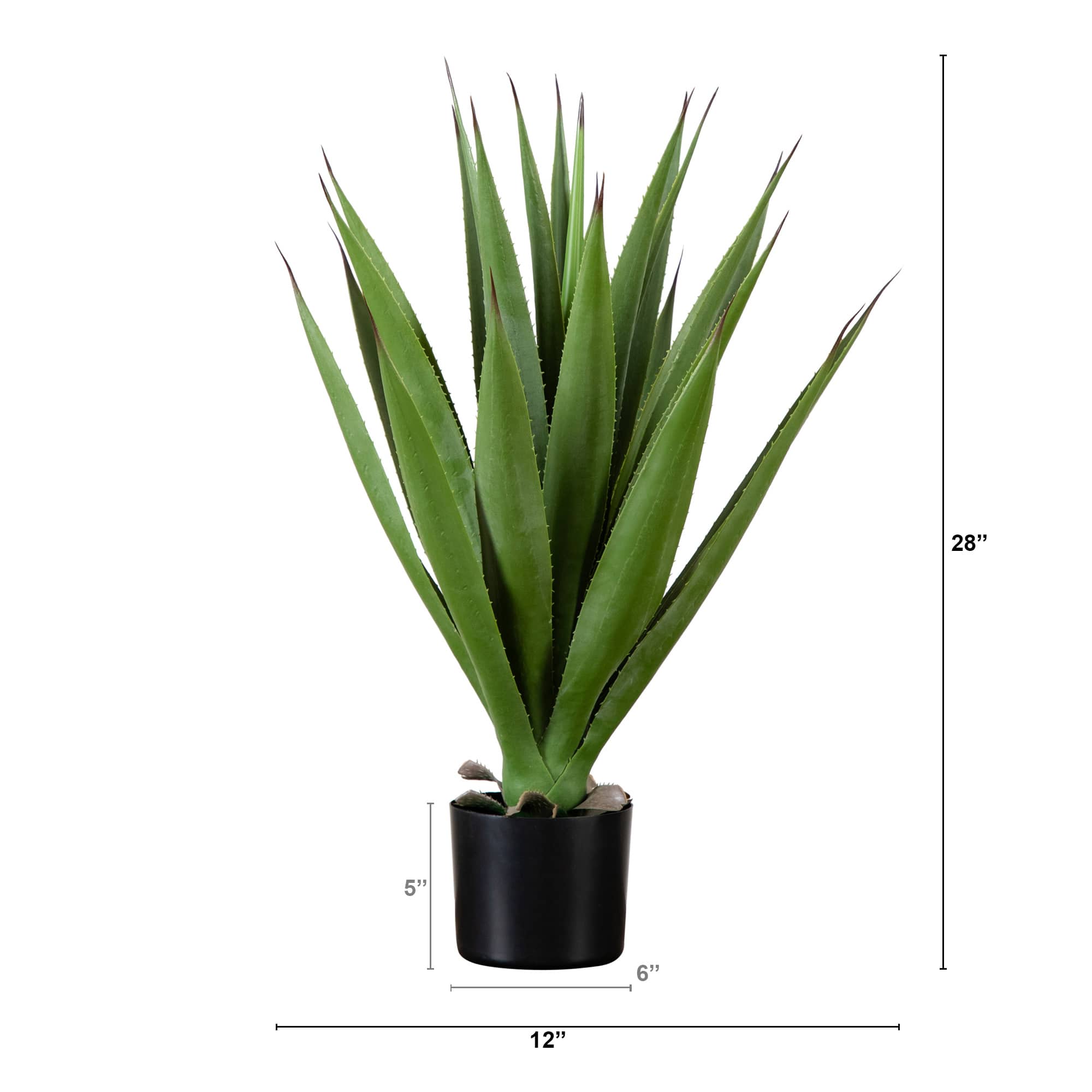 2ft. Agave Plant